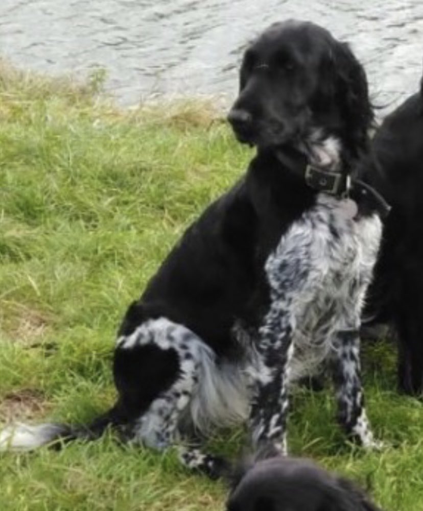 rosieDoc2's tweet photo. #SpanielHour 

INDIGO (maybe due to breed and not searched much) just doesn’t get many shares at all 17/8/17 #Radcot nr #Faringdon SHE went from home 6.30&amp; didn’t return 
Female LARGE #Munsterlander TAGGED CHIPPED Blk&amp;wh 

https://t.co/OFYRRhnz3K

@thomp918 @JacquiSaid @gelert01 https://t.co/Vd0twfK5kA