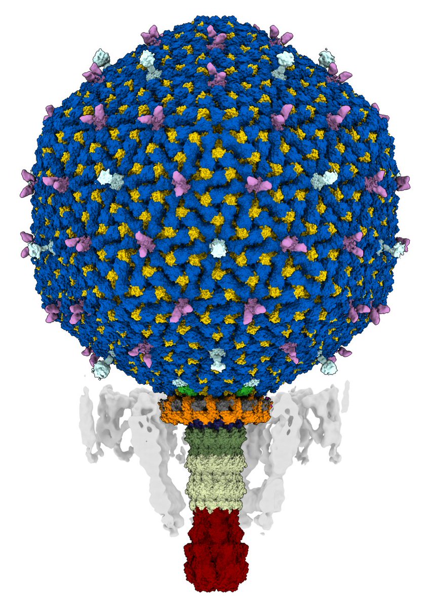 Our collaboration with <a href="/YSBL_York/">YSBL</a> <a href="/UniOfYork/">University of York</a>
resulted in this stunning atomic resolution structure of  (nearly) complete virion of crAss001, a crAss-like phage. Huge congrats and thanks to Oli Bayfield, Fred Antson, and all co-authors on this paper! nature.com/articles/s4158…