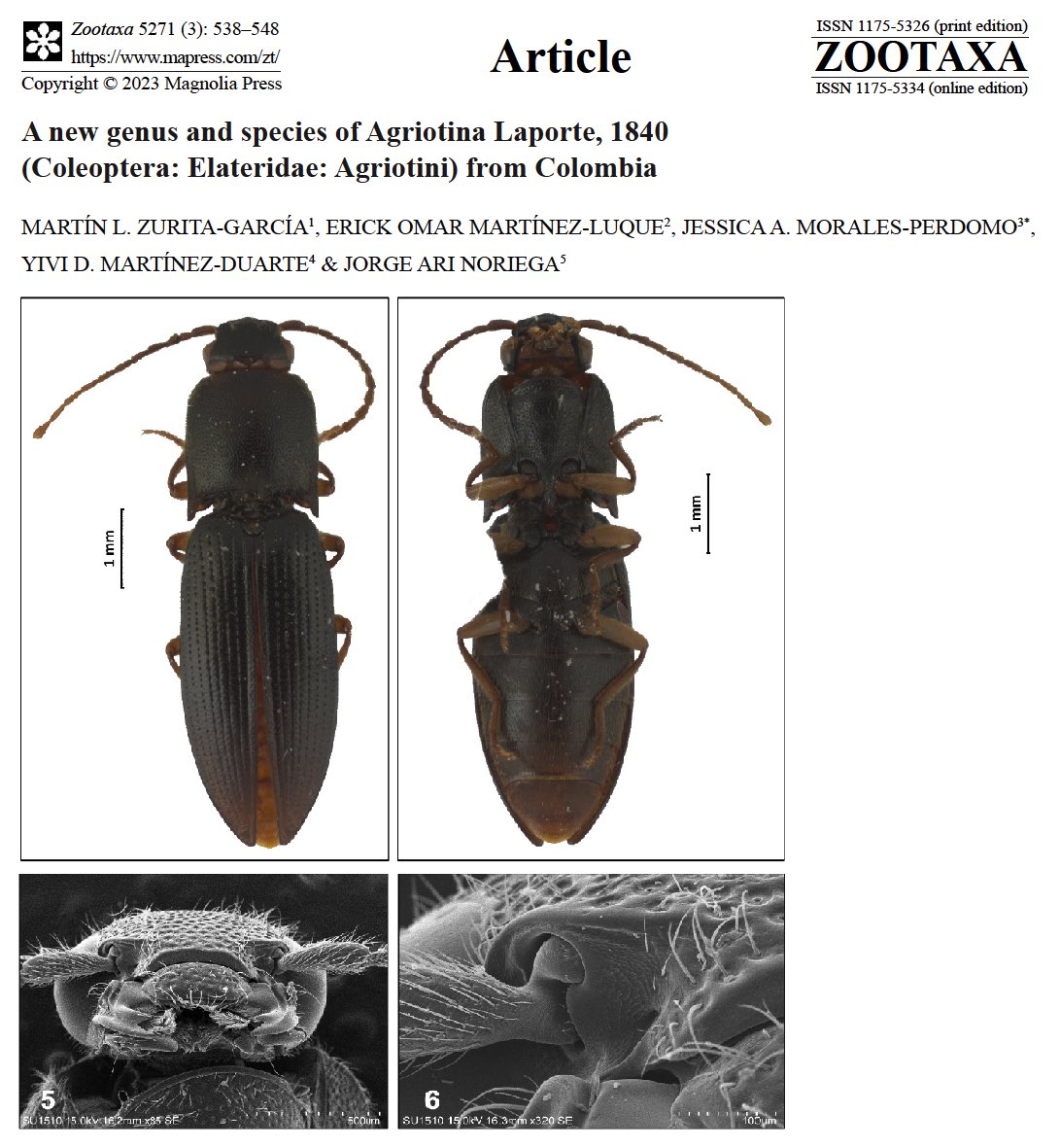 NEW PAPER!!! New genus and new species of Elateridae from Colombia! @Zootaxa @ColeopSoc #Biodiversidad #Colombia