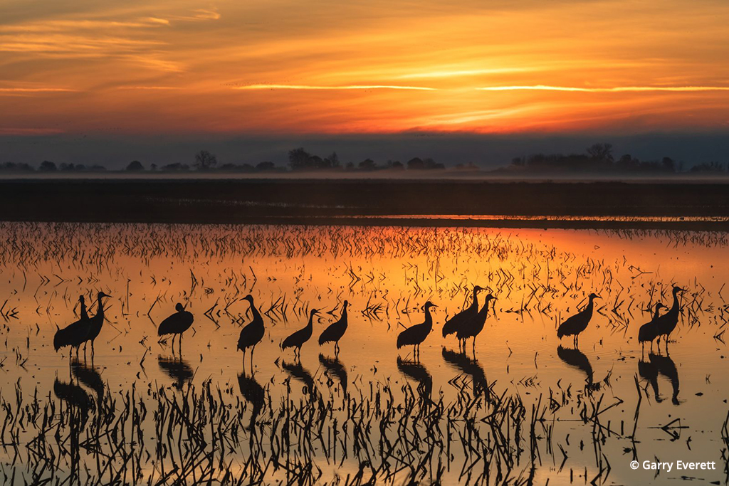 Photo of the Day: “Sandhill Silhouettes” by Garry Everett. Location: Walnut Grove, California. View our Photo Of The Day gallery at ow.ly/EnOm50OaWqO