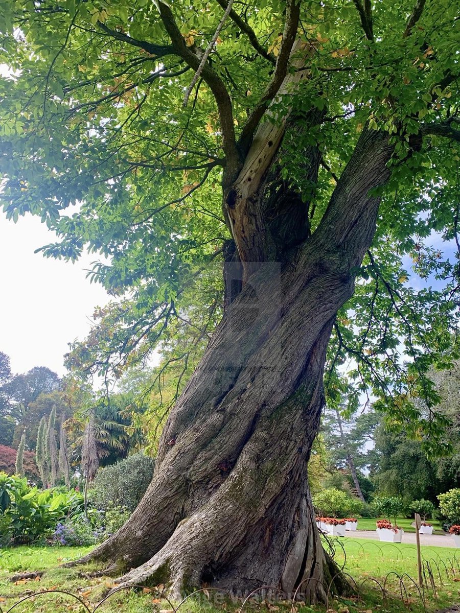 Photo of the day…..
Through the twists & turns of life, keep growing‼️
#tree #chestnuttree #twistedtree #saltram #plymouth #mothernature #treesofinstagram #devon #plymouthphotographer #treephotography 
@SaltramHouseNT @visitplymouth 

ange21.picfair.com/pics/017110914…