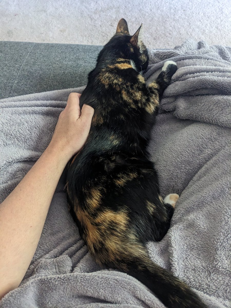 caesarmoo's tweet photo. Coworker the Youngest does not cuddle when we are in my room, only more common areas, so this is a treat. 

#AhsokaTheCat is getting big as this is her birth month and she's turning one. https://t.co/g25ZgS1IhU