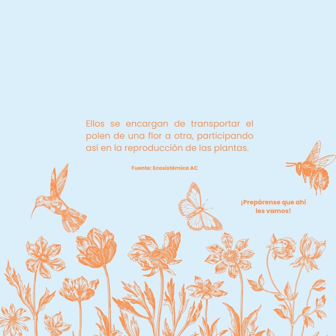 correorealmx's tweet image. Siempre hablamos de los animales polinizadores, pero ¿sabes, qué es la polinización? 👀 Aquí, te lo decimos 🦋🤞🏻

#CorreoRealMx #PROFAUNA #ConservemosALosPolinizadores #MiMunicipioConLaMonarca #MariposaMonarca #ProtejamosALasMonarcas