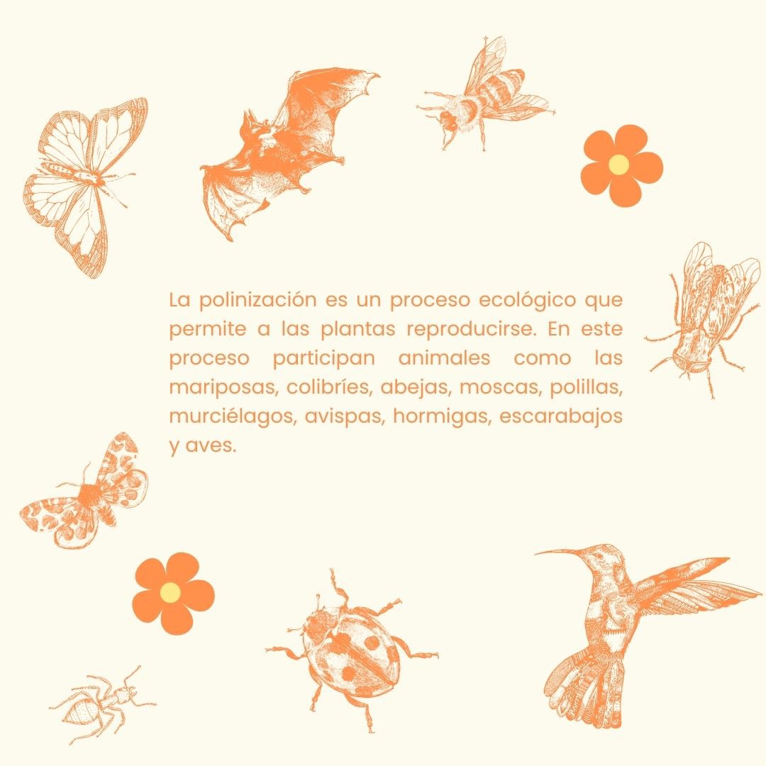 correorealmx's tweet image. Siempre hablamos de los animales polinizadores, pero ¿sabes, qué es la polinización? 👀 Aquí, te lo decimos 🦋🤞🏻

#CorreoRealMx #PROFAUNA #ConservemosALosPolinizadores #MiMunicipioConLaMonarca #MariposaMonarca #ProtejamosALasMonarcas