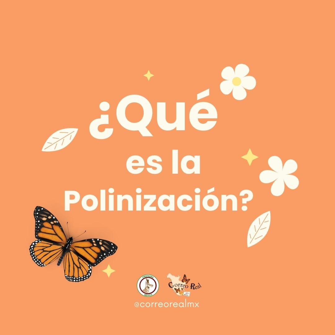 correorealmx's tweet image. Siempre hablamos de los animales polinizadores, pero ¿sabes, qué es la polinización? 👀 Aquí, te lo decimos 🦋🤞🏻

#CorreoRealMx #PROFAUNA #ConservemosALosPolinizadores #MiMunicipioConLaMonarca #MariposaMonarca #ProtejamosALasMonarcas