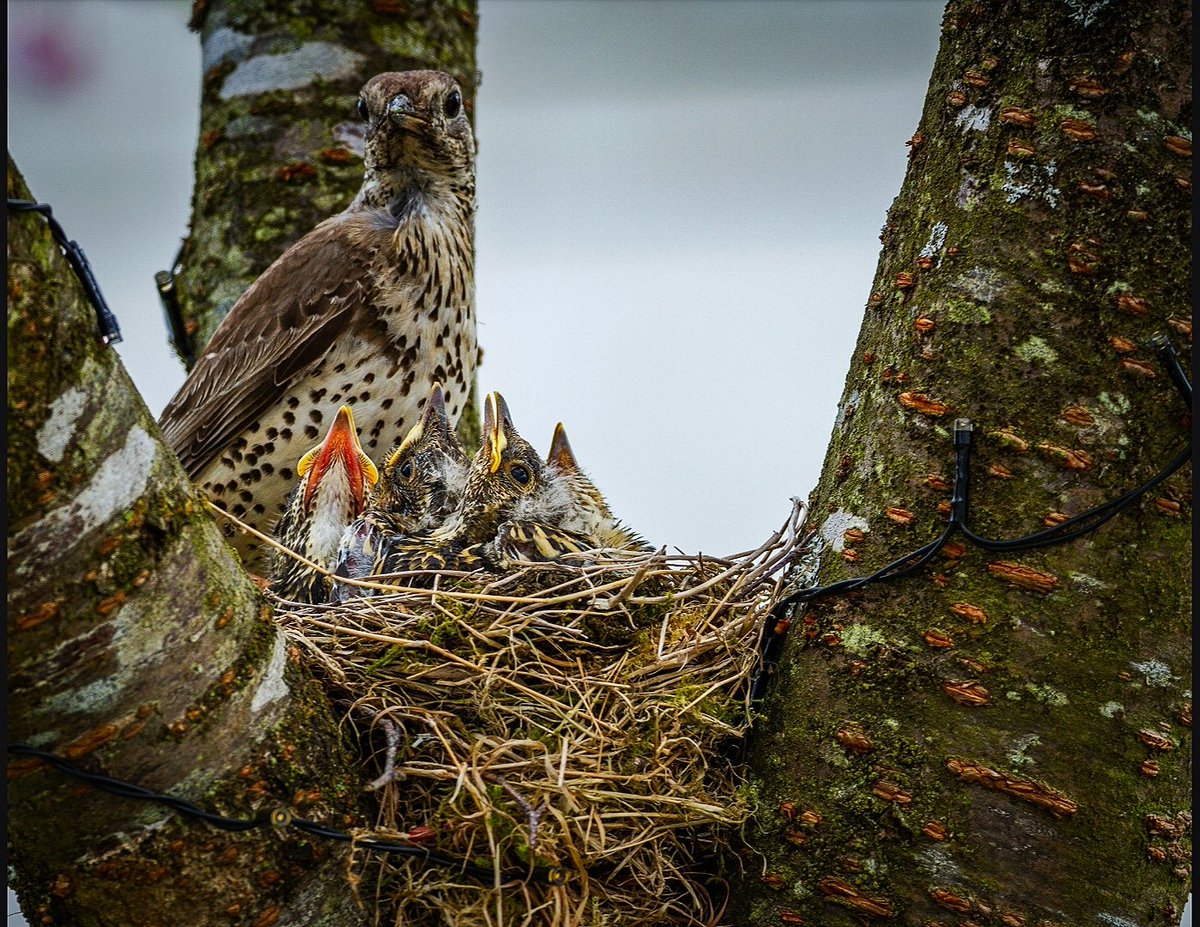 4 of 5 thrush (Smólach mór) chicks fledged today. <a href="/BirdWatchIE/">BirdWatch Ireland</a> <a href="/SoundsIrish/">Irish Wildlife Sounds (Seán Ronayne)</a> <a href="/Irishwildlife/">Irish Wildlife Trust</a>