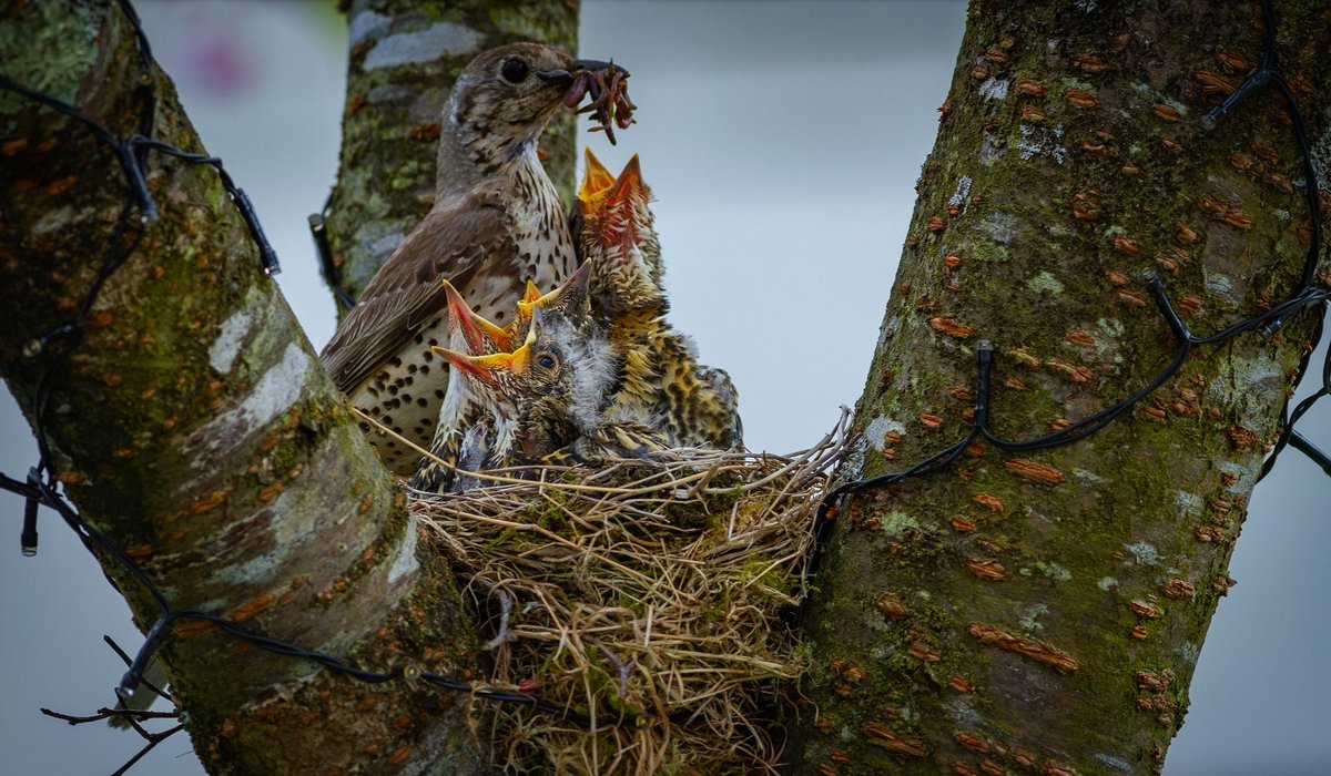 ericodonnell's tweet photo. 4 of 5 thrush (Smólach mór) chicks fledged today. @BirdWatchIE @SoundsIrish @Irishwildlife https://t.co/wn7O9GkWYN