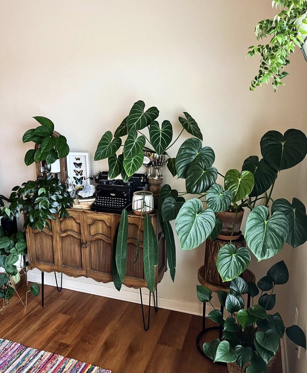 HobbyistPlant's tweet photo. A beautiful collection 🌿 https://t.co/qpZa2hK69K