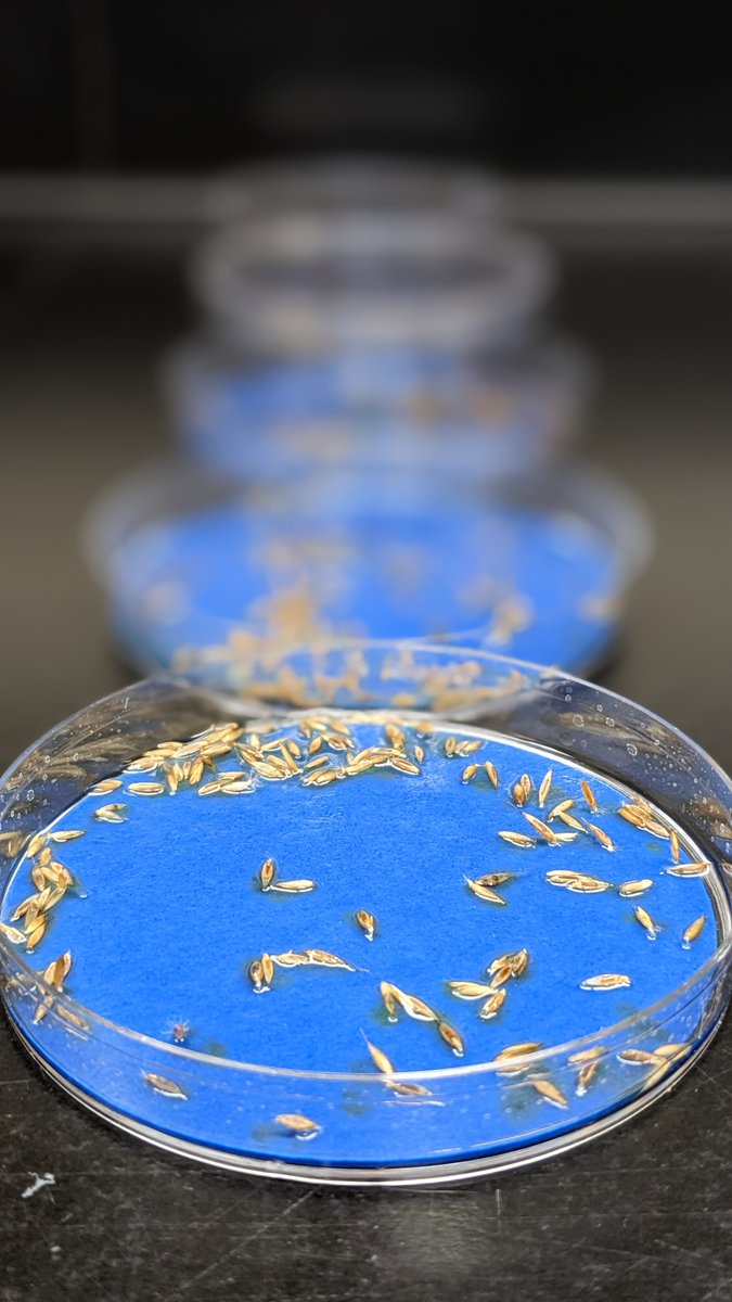 LowInputTurf's tweet image. New peer-reviewed scientific article on @LowInputTurf titled &quot;Seed morphology, germination, and seedling vigor characteristics of fine fescue taxa and other cool-season turfgrass species&quot; doi.org/10.1002/csc2.2… @Ross_Braun @PurdueTurfDoc @PurdueHortLA @KSUTURF @KStateHNR