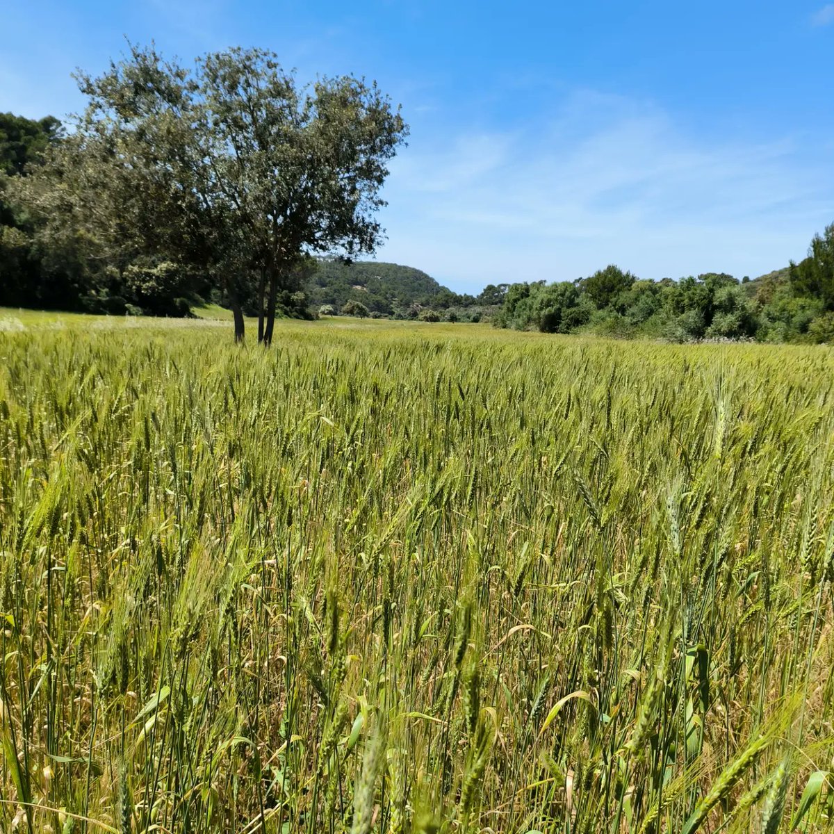 francescfont_'s tweet photo. Malgrat la falta de pluges, els pagesos d' @algaiarens_sonfelip i els sòls regenerats fan gairebé miracles a #menorca
#blatxeixa #blatecològic #trigoecológico #enclova #zulla #agriculturaregenerativa https://t.co/8hb7M3BFzg