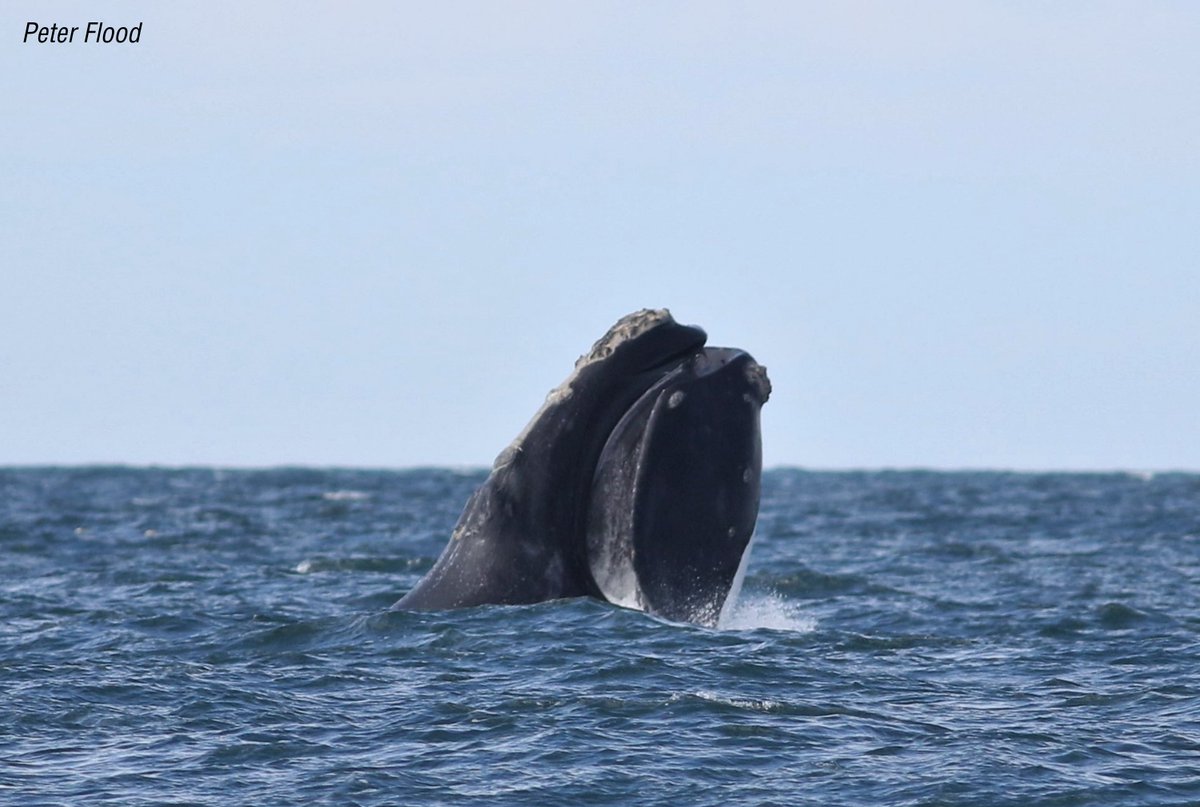 whales_org's tweet image. Today on #EndangeredSpeciesDay, we want to raise awareness of two critically endangered species on different coasts! North Atlantic #RightWhales &amp;amp; Southern Resident #orcas may have different threats but one goal. To save a species. 
Learn how we help them➡️whales.org