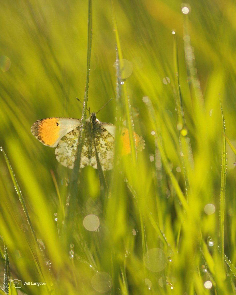 savebutterflies's tweet photo. Every lawn has the potential to provide food, shelter and a breeding habitat for a variety of butterflies and moths – you just need to be less hasty with the lawnmower! 🌱🌼

Join @Love_plants's #NoMowMay movement 👉 https://t.co/rZFUXmqK2e https://t.co/4rE8FObQSh