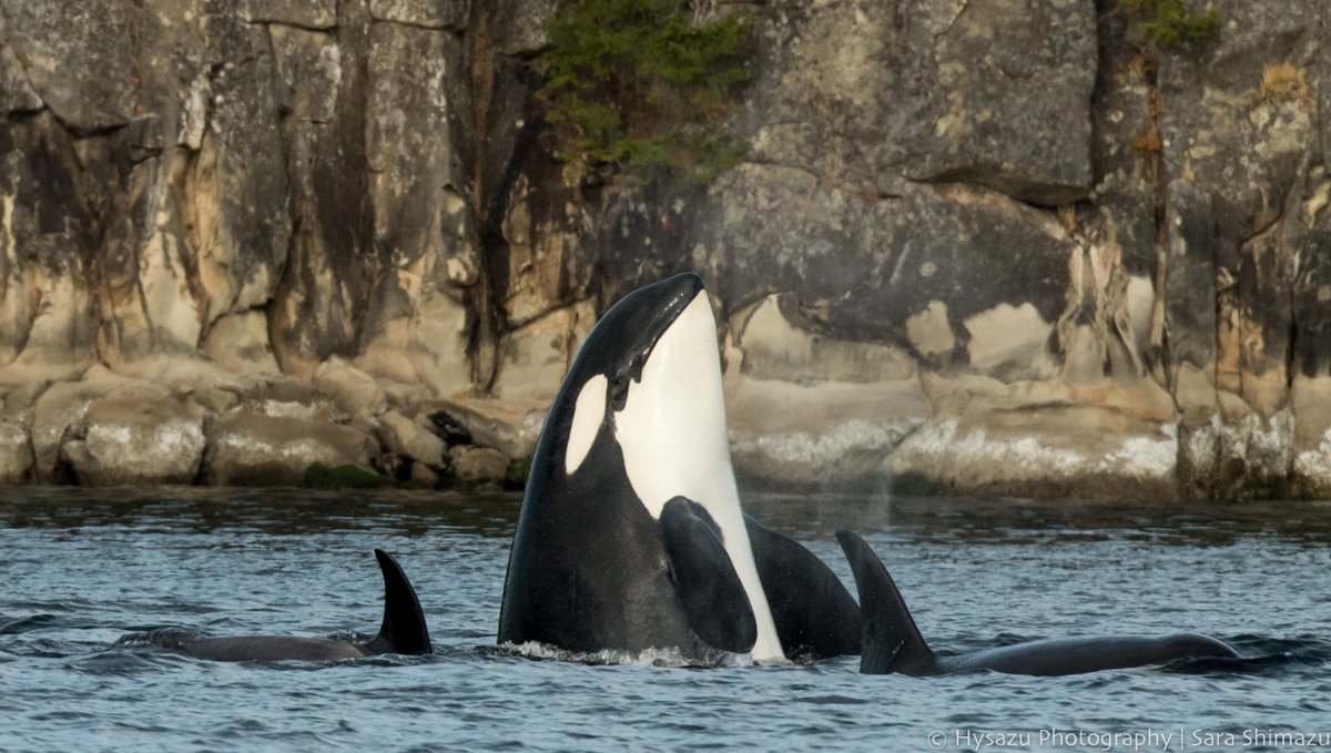 Today on #EndangeredSpeciesDay, we want to raise awareness of two critically endangered species on different coasts! North Atlantic #RightWhales & Southern Resident #orcas may have different threats but one goal. To save a species. 
Learn how we help them➡️whales.org