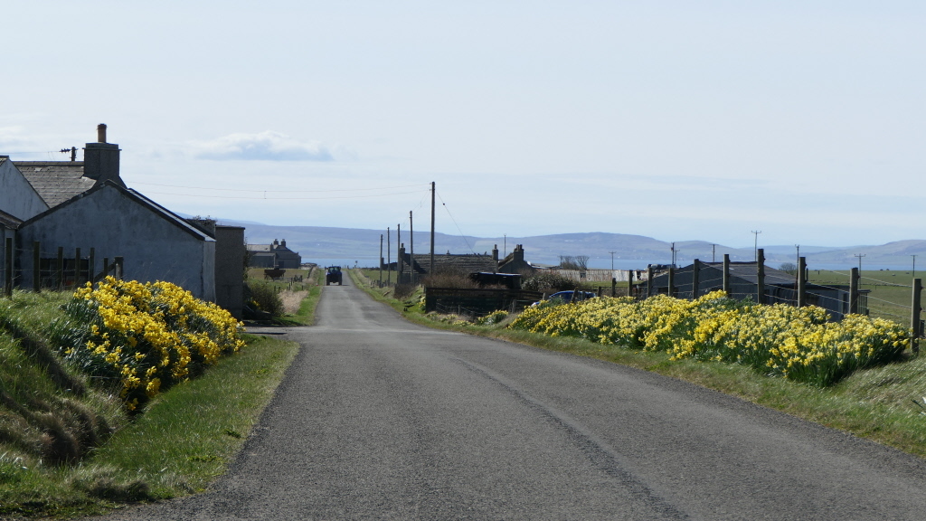 It is a thing here in Orkney for land owners to plant daffodils on the road verges.

#orkney #orkneylife #islandlife #kirkwall #countryside #wildlife #visitorkney #loveorkney #lovekirkwall #lovick #northernlace #knittinglife #dogwalking #amdesigning #Shapinsay #daffs