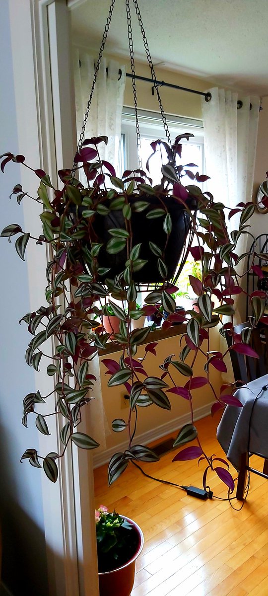 Tradescantia zebrina plant is keep growing.
