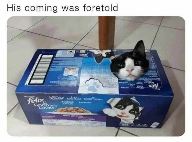 FvOXh0mWIAsvdbV