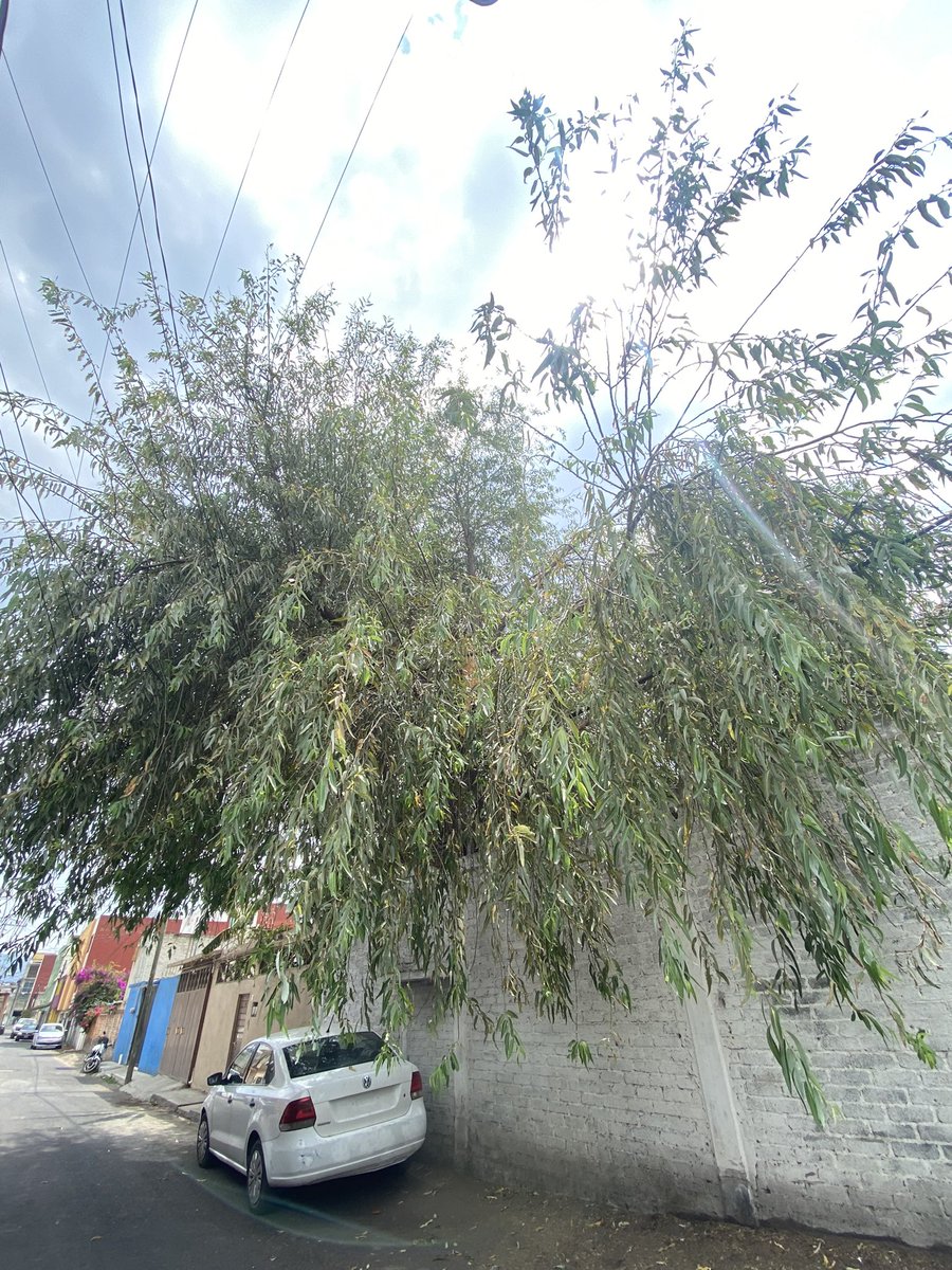 alinvazquez's tweet photo. @XochimilcoAl donde puedo reportar o pedir una poda de un árbol?? Es en San Lorenzo la Cebada, Xochimilco
Sobresale demasiado en la calle además de interferir con los cables de luz y otros servicios!! Además de que los dueños del predio no hacen nada. Necesitamos orientación https://t.co/YfbMa7rXHw