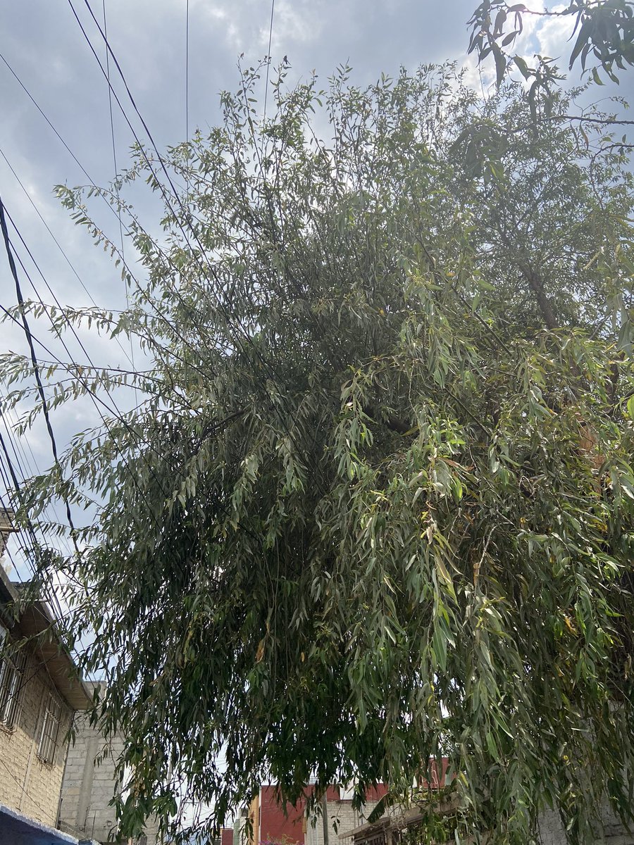 alinvazquez's tweet photo. @XochimilcoAl donde puedo reportar o pedir una poda de un árbol?? Es en San Lorenzo la Cebada, Xochimilco
Sobresale demasiado en la calle además de interferir con los cables de luz y otros servicios!! Además de que los dueños del predio no hacen nada. Necesitamos orientación https://t.co/YfbMa7rXHw