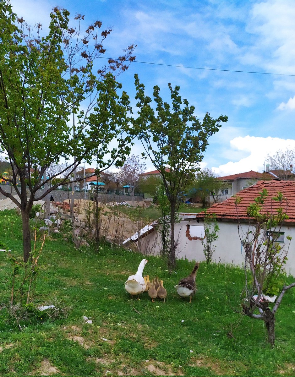 Hemen köylü dump falan filan bir şeyler atayım jzjxjddjdj