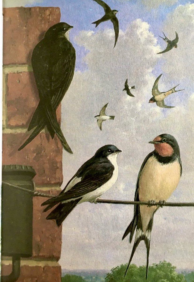 Swift, House Martin, Swallow
Artist: John Leigh-Pemberton (1967)