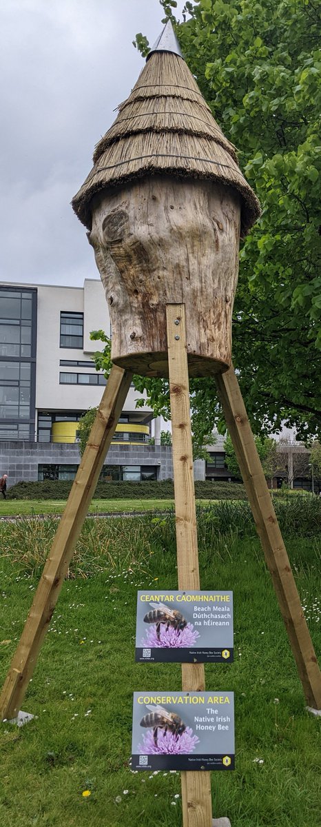 Was across on South Campus today for a meeting, lovely to see the plants starting to thrive & the birds in full song, also saw this cool new structure  #SDGsIrl  #biodiversity #irishbees
