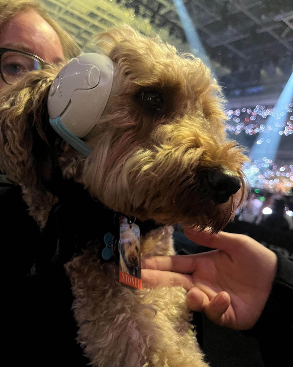 Shinemichm's tweet photo. — El equipo de producción que está trabajando en el Tour de SUGA en US tiene un perrito llamado 'Stoney'

Stoney es un perrito de servicio que aparece tambien en el episodio de Lollapalooza junto a j-hope y Jimin y estuvo en los conciertos de PTD 🥹🤍

@BTS_twt https://t.co/gTG2Kojy2h