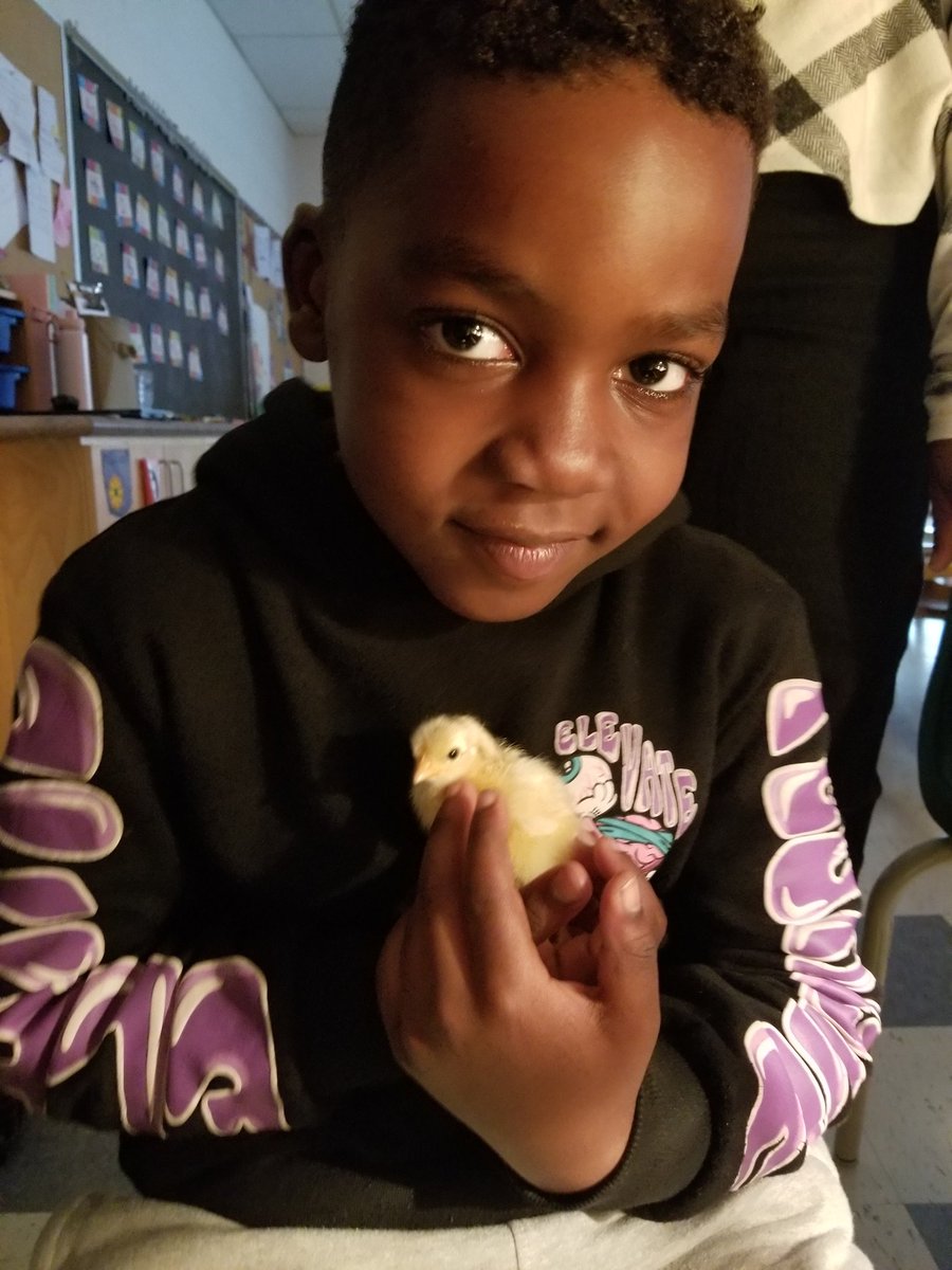 KPASEL1's tweet photo. Today was a big day! The friends in KPA finally got to hold the baby chicks! Our hearts were full and our faces couldn't hide our happiness! https://t.co/kRf12UEQ38