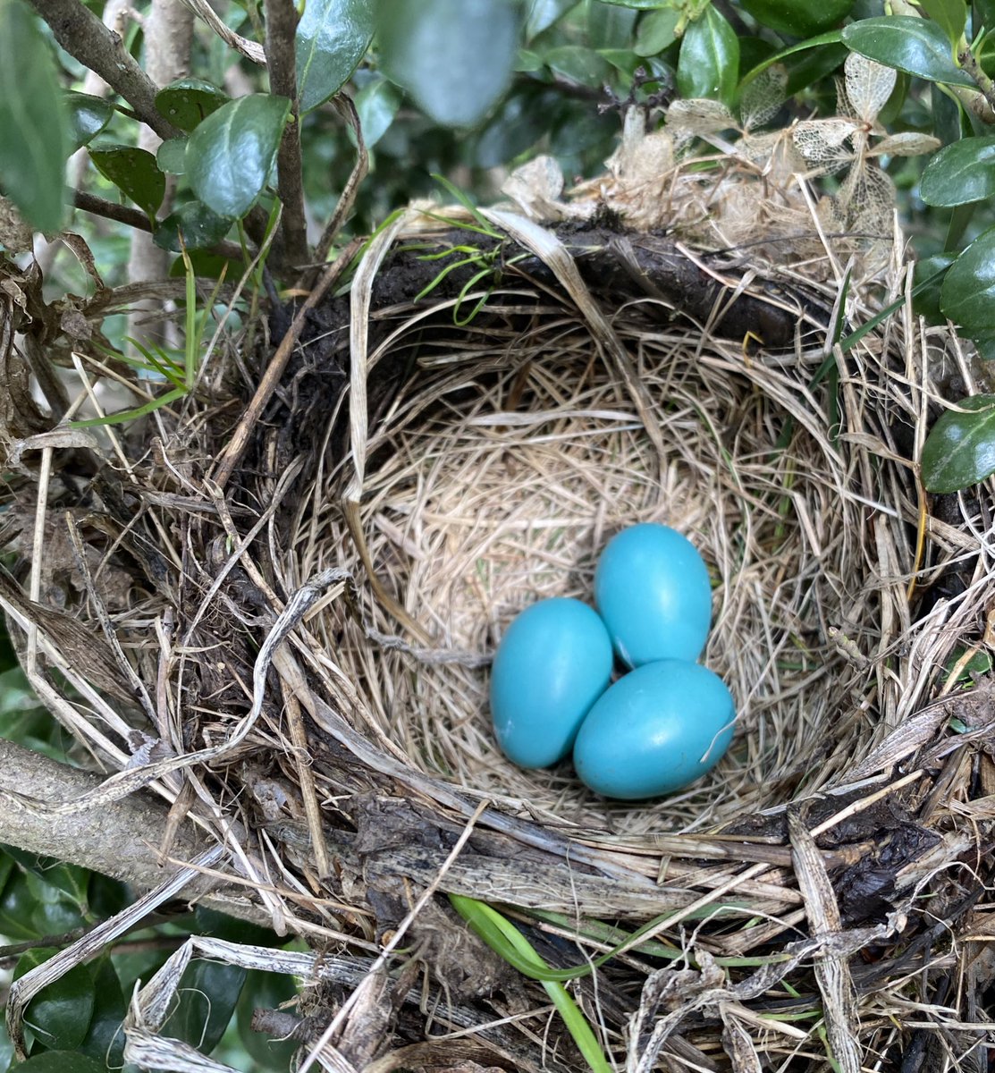 SQLRockstar's tweet photo. EGG PRODUCTION CONTINUES #RobinWatch https://t.co/QhVdOJqMjC