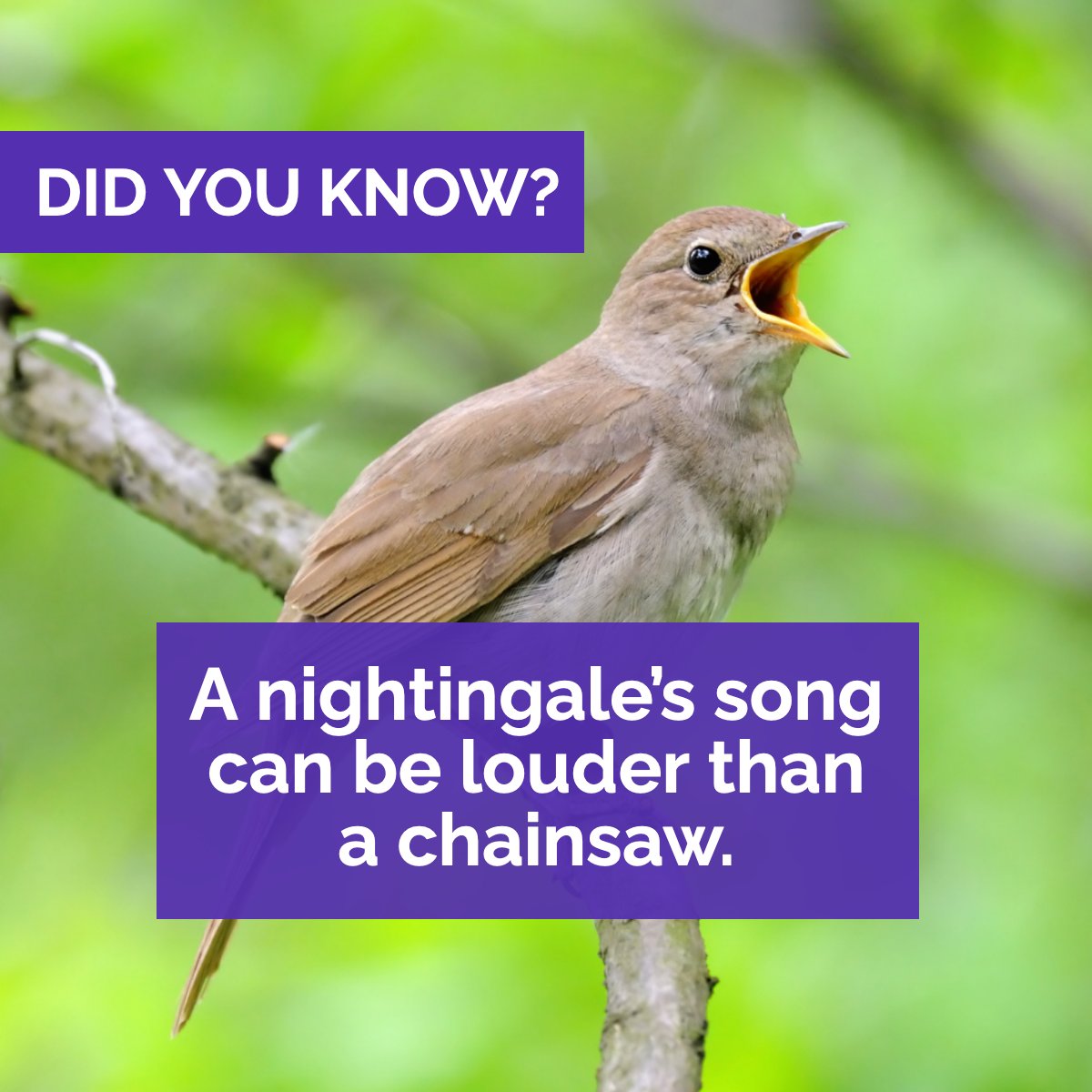 simicindy4re's tweet photo. Did you know?
A nightingale's song can be louder than a chainsaw.
Go, birds! π¦
#nightingale #bird #birds #songbird #animals #nature #funfacts
#HomeForSale #SimiValleyHOmes #ThousandOaksHOmesforSale #MoorparkHomesForSale https://t.co/QBBsL7nVWG