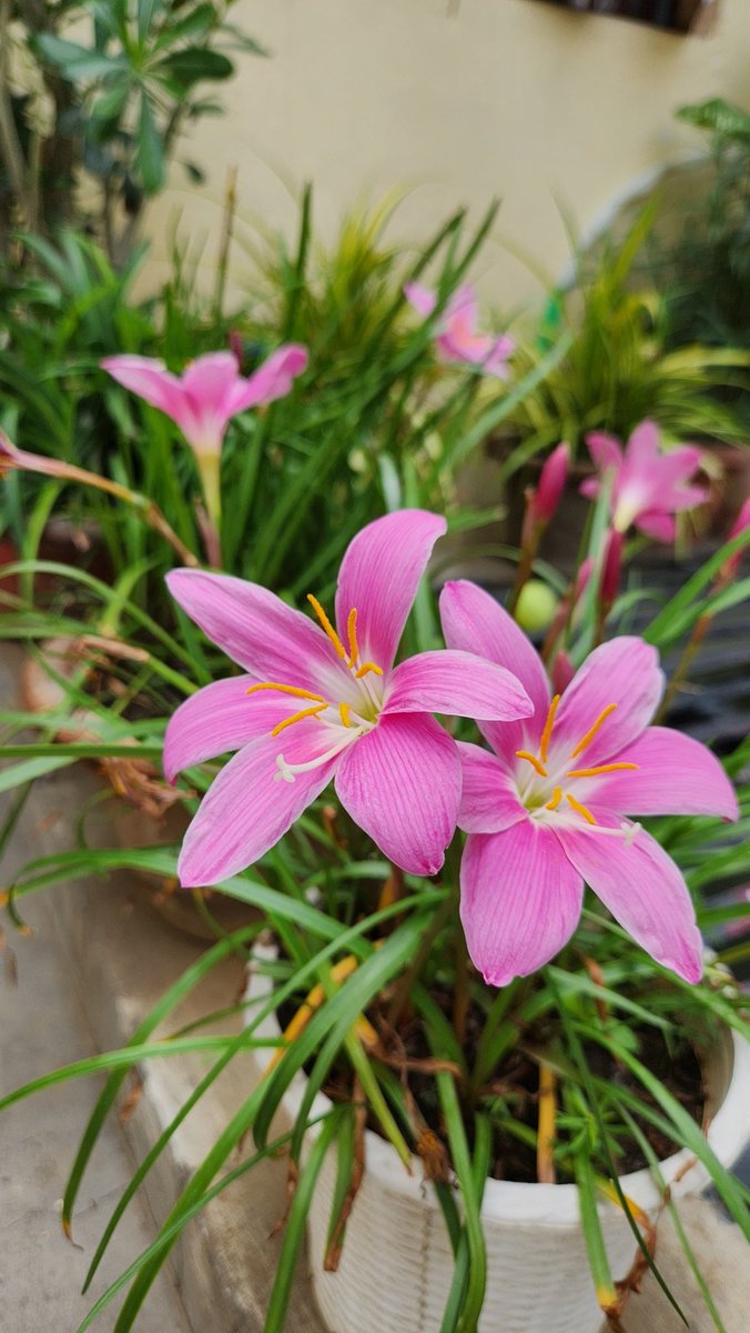 MeriPhulwari's tweet photo. Rain Lilly in my garden #gardening #garden #GardeningTwitter #FLOWER #flowerphotography #fliwers https://t.co/46B22Bghrv