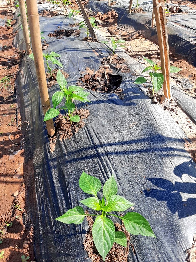 magparaguay's tweet photo. Finca del productor Luciano Martínez de la Compañia Oculto de Itá. Beneficiario del Programa Sustantivo del MAG. Cultivo de locote variedad Nathalie (2000 plantas). Acompañamiento técnico de profesionales del MAG #MAG #DEAg #Itá #Locote https://t.co/wrni7ruI0i
