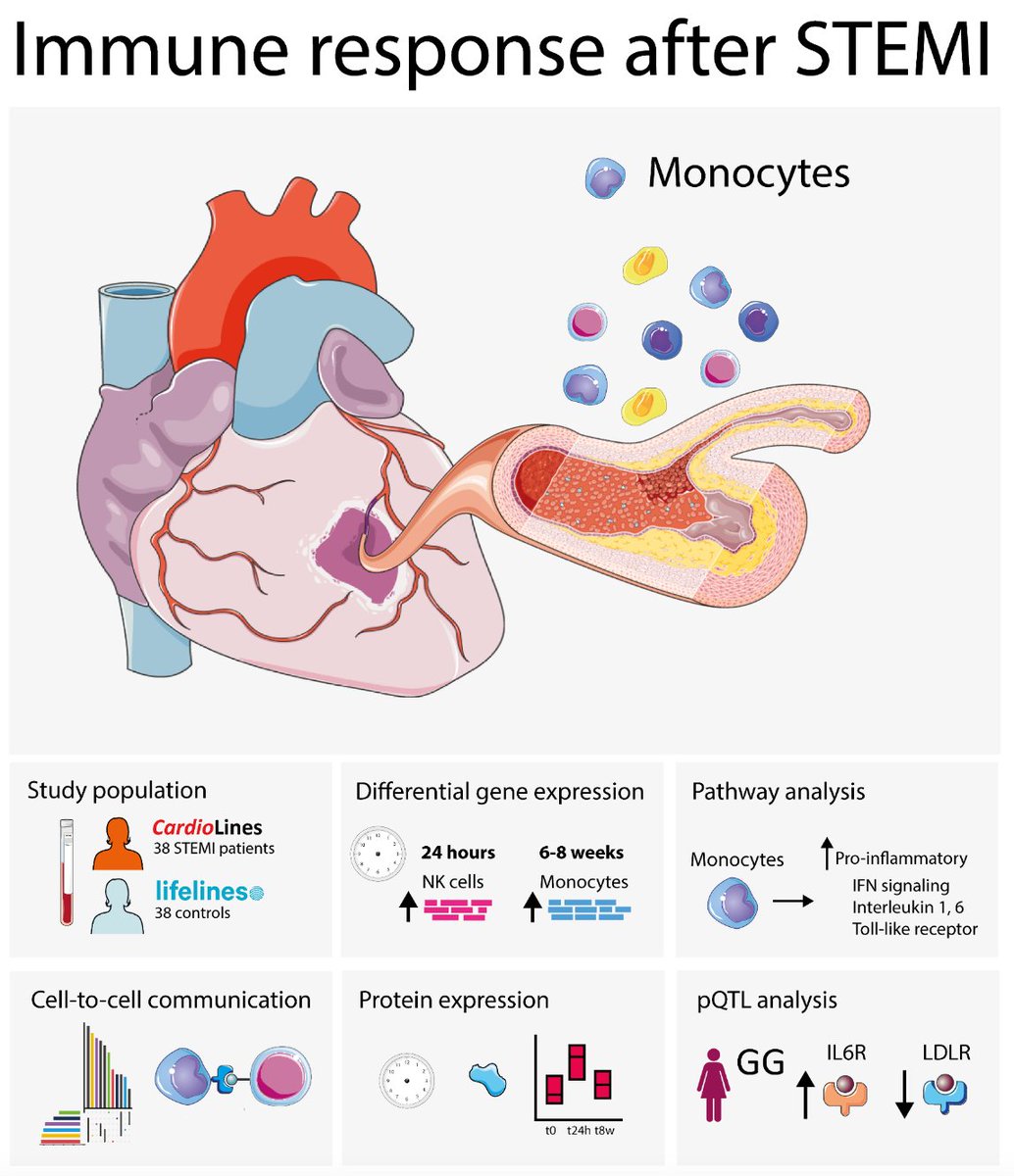 Here we present an unbiased longitudinal overview of the single-cell immune response after acute ST-Elevated Myocardial Infarction (STEMI) and compare this to controls (1/8) medrxiv.org/content/10.110…