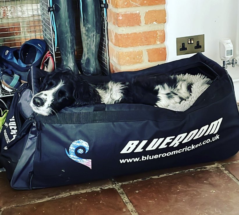 DogDart's tweet photo. Cricket Season. Dog attendance mandatory. https://t.co/oEujZwxfk2