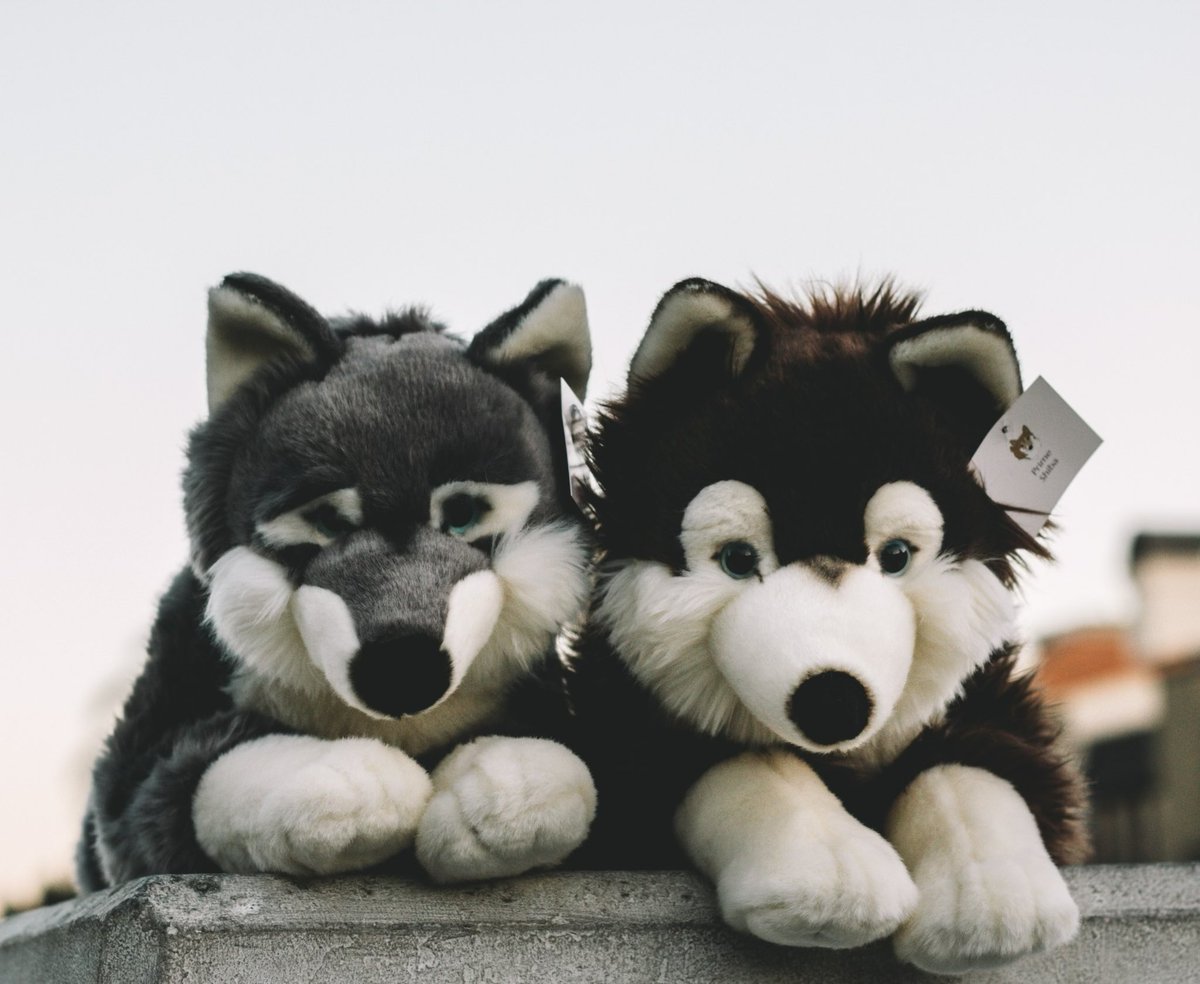 primeshibashop's tweet image. Low stock alert on Milo and Quil! #Primeshiba #lowstock #wolfplush