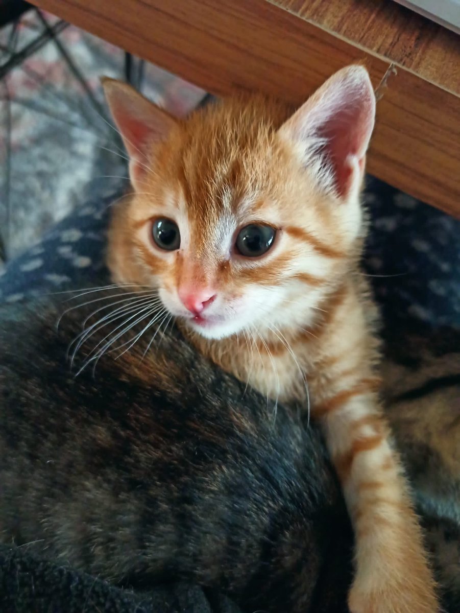 kirpiketkisi's tweet photo. Çok az kişi paylaşıyor maalesef, ben sarf edilen emeği yazarak anlatmayı bir türlü başaramadım demek ki. Lütfen yuvanızı açın, açamıyorsanız paylaşın, “benim paylaşmam neyi değiştirir, kim görecek ki?” demeyin, tam da bu sayede yuva buluyoruz. https://t.co/iBDrMWfLu9