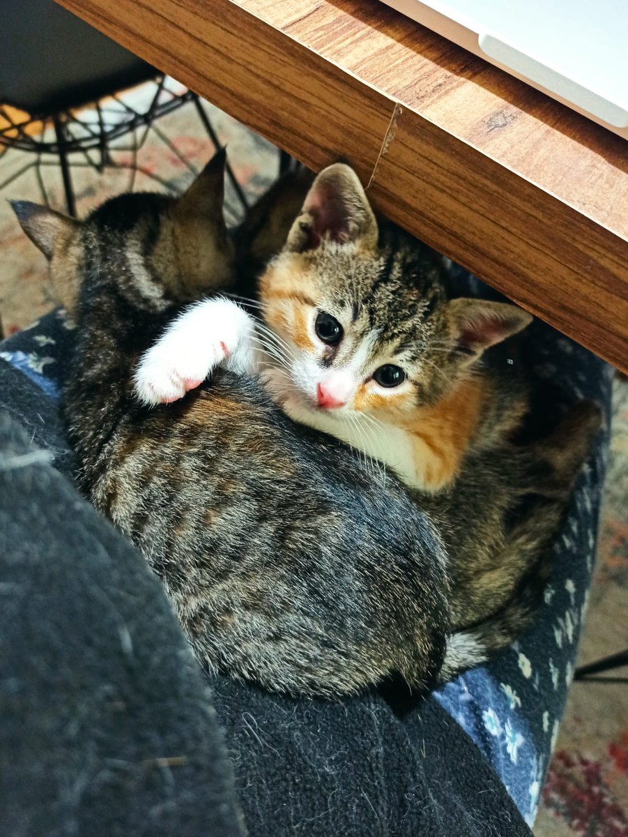kirpiketkisi's tweet photo. Çok az kişi paylaşıyor maalesef, ben sarf edilen emeği yazarak anlatmayı bir türlü başaramadım demek ki. Lütfen yuvanızı açın, açamıyorsanız paylaşın, “benim paylaşmam neyi değiştirir, kim görecek ki?” demeyin, tam da bu sayede yuva buluyoruz. https://t.co/iBDrMWfLu9