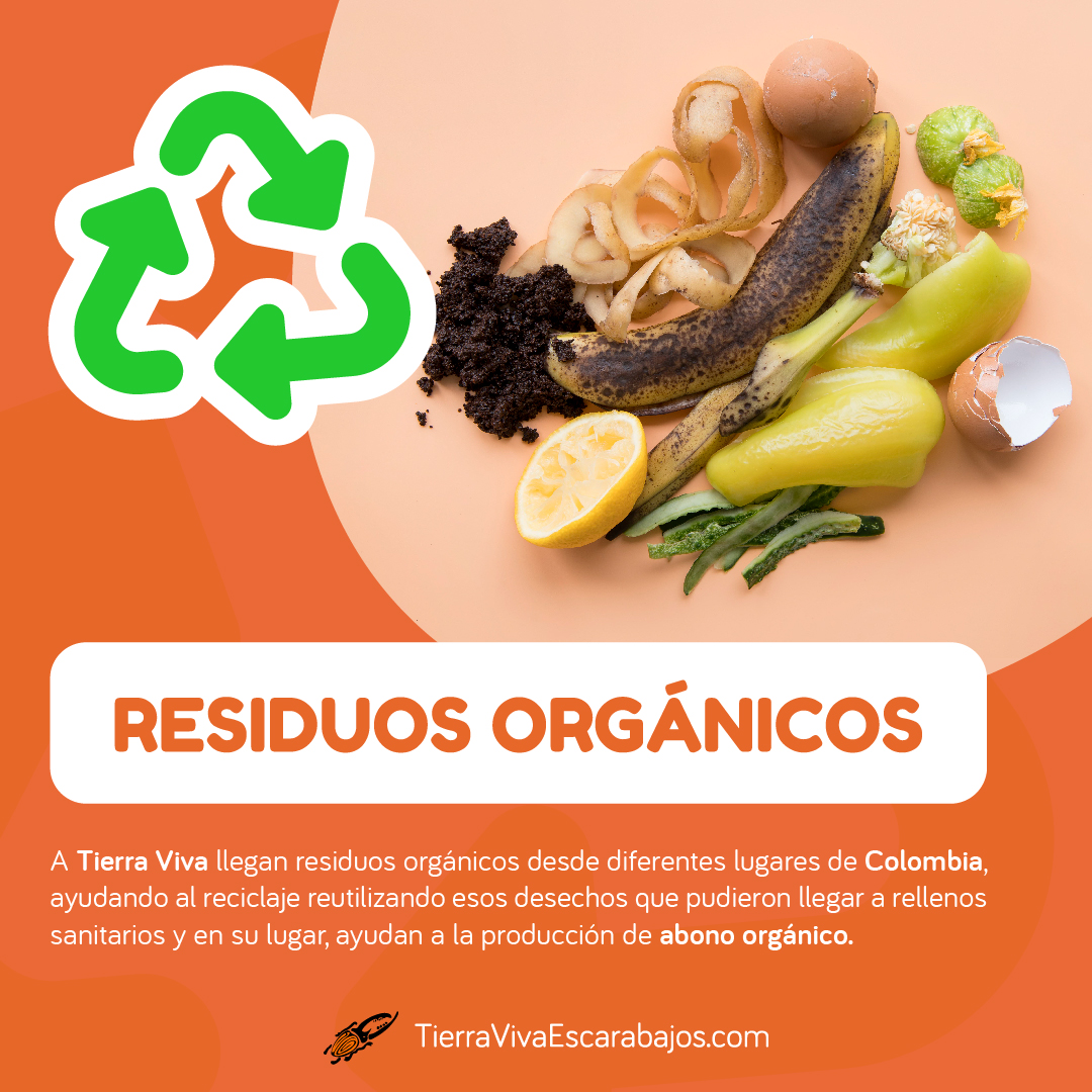 vivaktv's tweet photo. ¿Qué hacemos con los residuos orgánicos en #TierraVivaEscarabajos?

En Tierra Viva ingresan residuos orgánicos de diferentes lugares, todos con el fin de poder darle un nuevo uso, siguiendo con el ciclo natural. 🪲 https://t.co/WJed9Z1Vs5