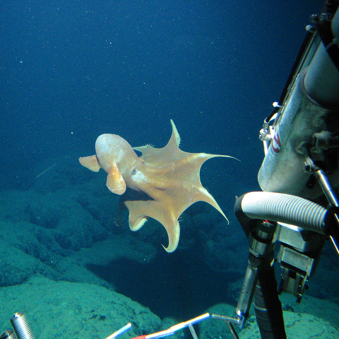 WHOI's tweet photo. 🐙 Did you know that more than 2/3 of an #octopus's #brains are in its tentacles? Clusters of neurons enable complex multi-tasking behaviors, making this #cephalopod one of the smartest creatures in the sea. #WeirdOcean
📸: Dumbo octopus seen from #HOVAlvin © #WHOI https://t.co/0FsFaSBrhl