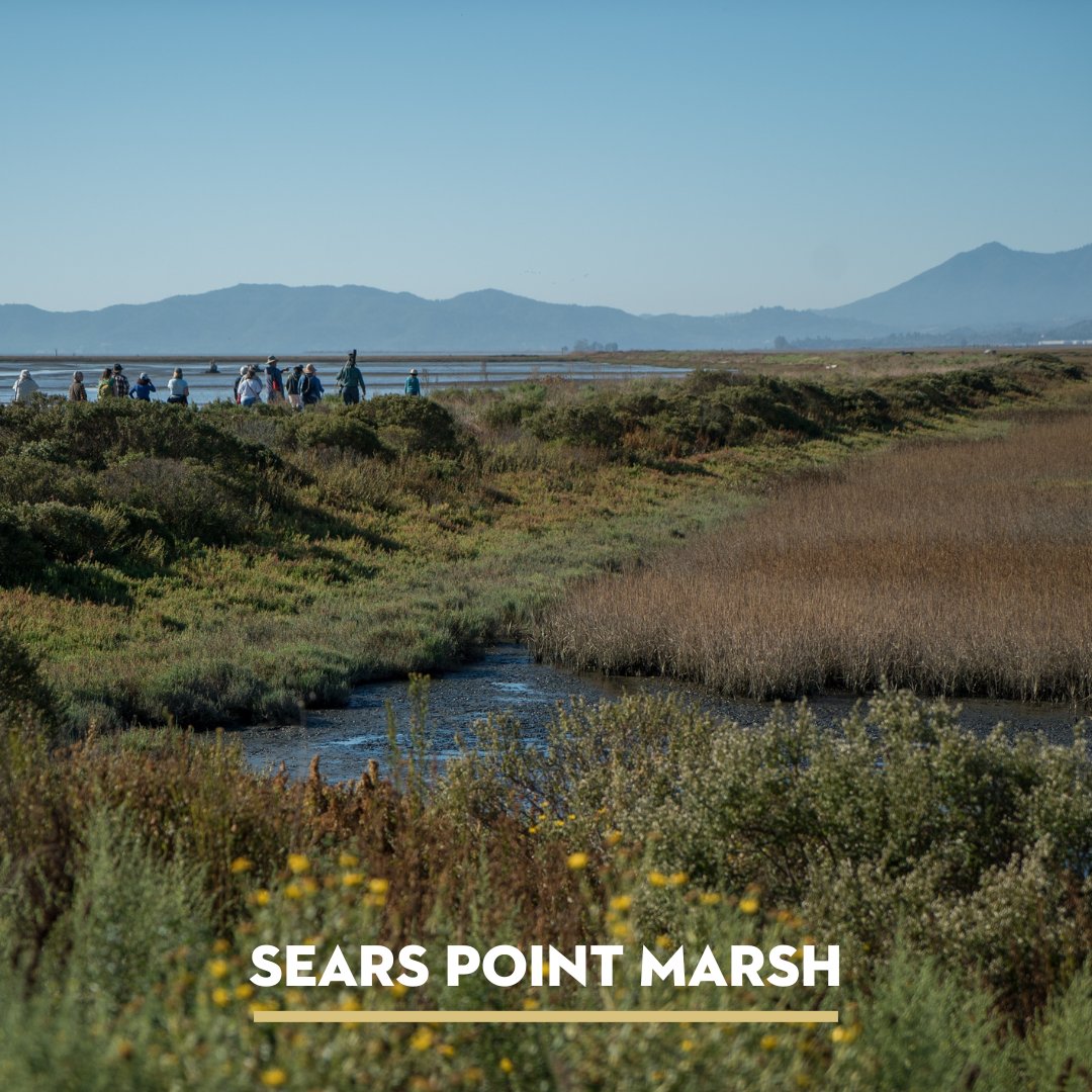 SonomaLandTrust's tweet image. Free hike this weekend with @sonomaopenspace. Join us Saturday, May 6, from 10am-12-pm at Sears Point. Learn more and register at ow.ly/jpor50O9U8g

#OutdoorAdventure #SonomaCountyWildlife #MotherNatureIsBeautiful