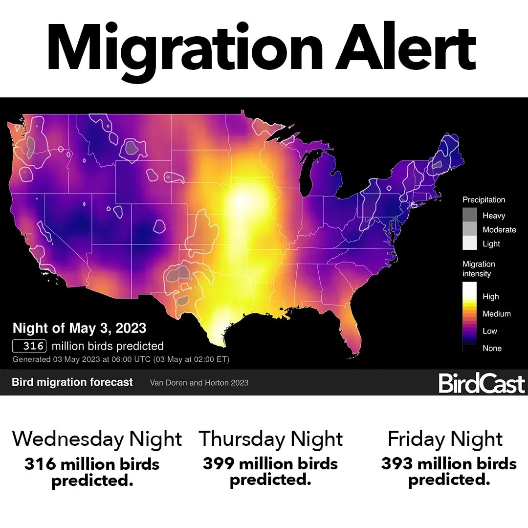 Cornell Lab (@cornellbirds) on Twitter photo !Migration Alert! The forecast is for 300+ MILLION birds in the air over the U.S. each of the next three nights, according to <a href="/DrBirdCast/">Team BirdCast</a>. Try turning off nonessential lighting, and treating reflective glass to help protect birds. Learn more: birdcast.info/science-to-act… !Migration Alert! The forecast is for 300+ MILLION birds in the air over the U.S. each of the next three nights, according to <a href="/DrBirdCast/">Team BirdCast</a>. Try turning off nonessential lighting, and treating reflective glass to help protect birds. Learn more: birdcast.info/science-to-act…