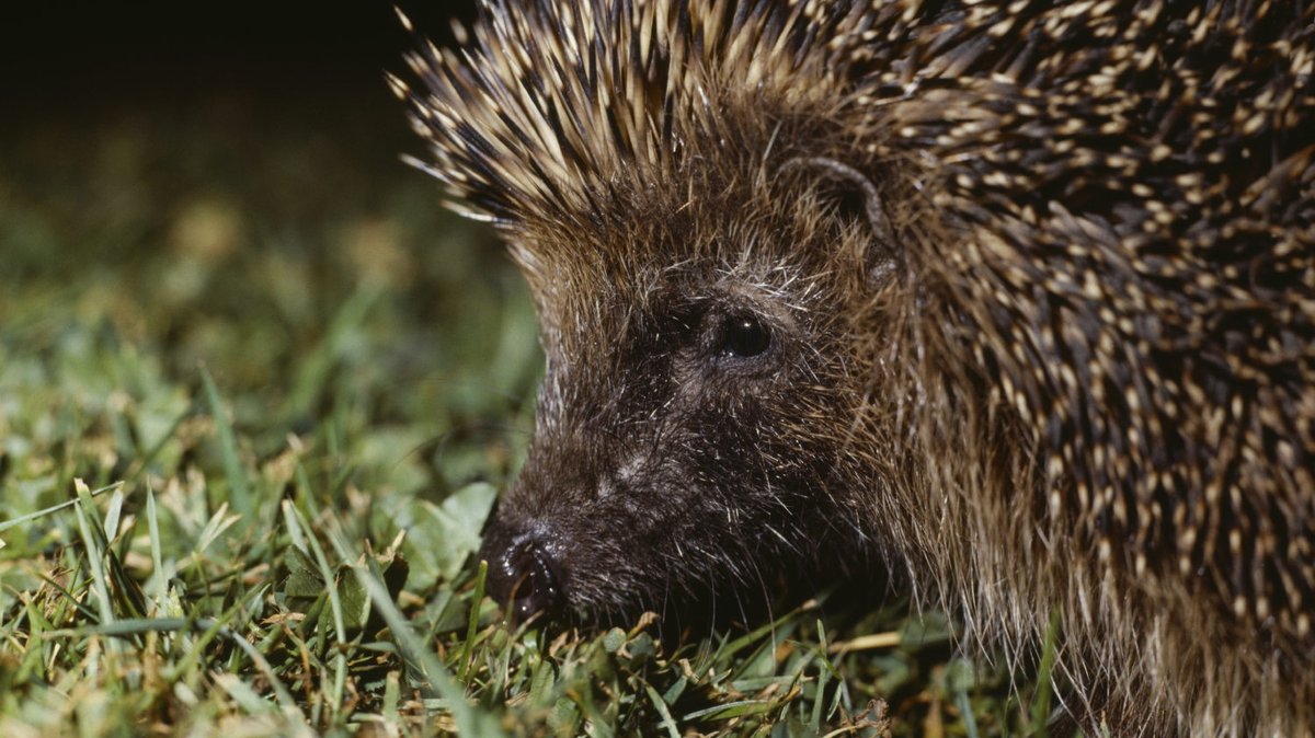 National Trust (@nationaltrust) on Twitter photo Hedgehog numbers were at around 30 million in 1950s, but stand at one million today.
They are now considered vulnerable to extinction.
Check out <a href="/hedgehogsociety/">Hedgehog Society</a> to learn more about #HedgehogWeek and how you can help hedgehogs today.
#SaveOurWildIsles
Photo: Jonathan Plant Hedgehog numbers were at around 30 million in 1950s, but stand at one million today.
They are now considered vulnerable to extinction.
Check out <a href="/hedgehogsociety/">Hedgehog Society</a> to learn more about #HedgehogWeek and how you can help hedgehogs today.
#SaveOurWildIsles
Photo: Jonathan Plant