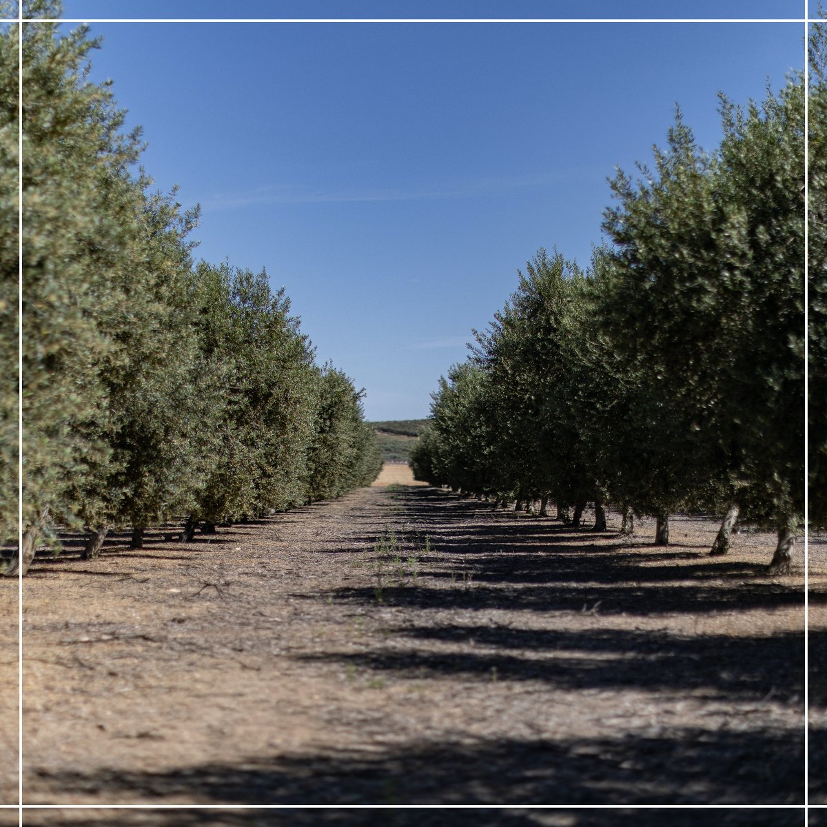 aovecasa_abuelo's tweet photo. Los olivos en primavera nos enseñan que incluso en los momentos más difíciles, siempre hay una oportunidad para florecer. #aovecasadeabuelo #arbequina #hojiblanca #verdial #haciendanuestraseñoradelosdolores #andalucía #reservafamiliar https://t.co/4fRTLP8Buw