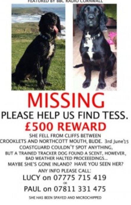 bs2510's tweet photo. TESS #SpanielHour
Female #Sprocker Spayed Adult Black White blaze on chest Tagged Microchipped
#Missing 03 Jun 2015 #Bude cliffs Between #Crooklets and #Northcott Mouth EX23 Trained Tracker dog found scent in area
Facebook page 'Find Tess"
https://t.co/1o661zLftw https://t.co/AYowJ0bcLD