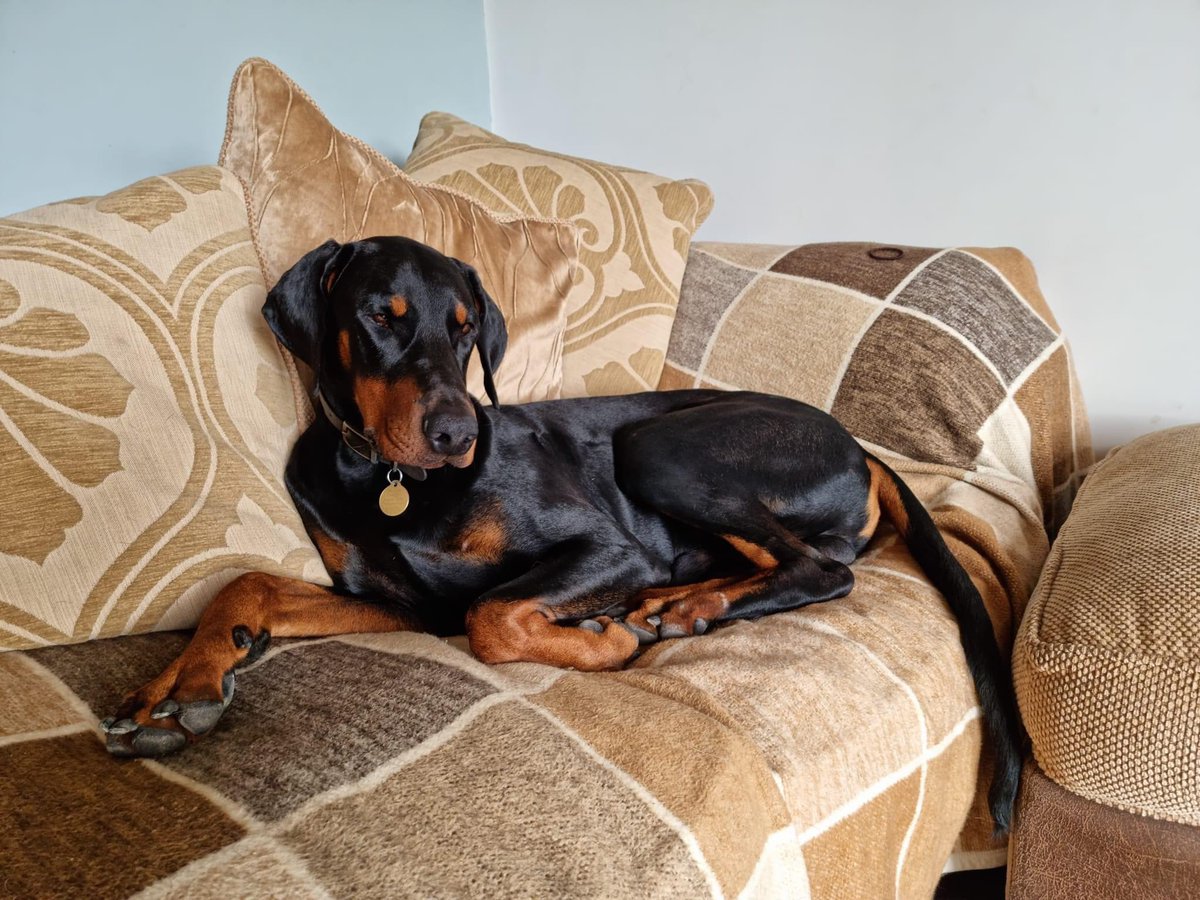 Male #dobermann missing from #Winterton 3/5/23 AM Poss sightings around #WestHalton #Coleby areas but could be anywhere.  Pls help me find him, going out of my mind
pls call 07813702002. May run if try to catch May be trying to get home near Holmes Lane.
m.facebook.com/story.php?stor…