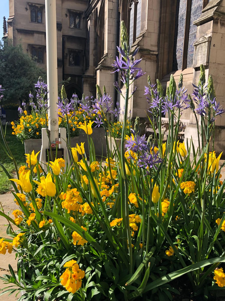 On a day like today, our garden is blissful in the middle of the City. #sunshine #suninthecity #londonchurch #garden #tulips #camassias #wallflowers
