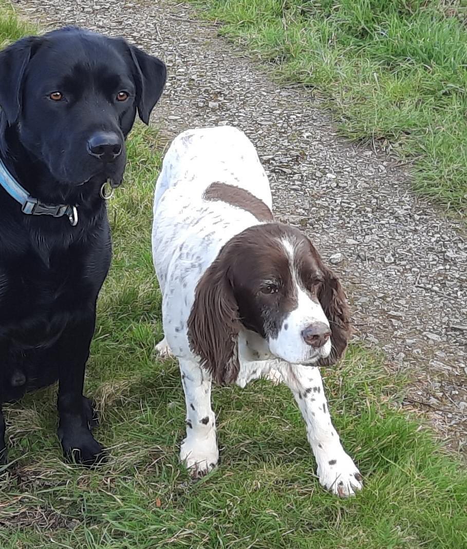 <a href="/bs2510/">beth</a> Our 14 year old #Springer Charlie, went missing Sun 30/4/23 in the woods between Gare Hill Road and Holt Road.If some1 has seen her or taken her in, we'd be so grateful if you would report it to the local authority, police, vet, rescue centre She's a bit deaf and confused.
TY