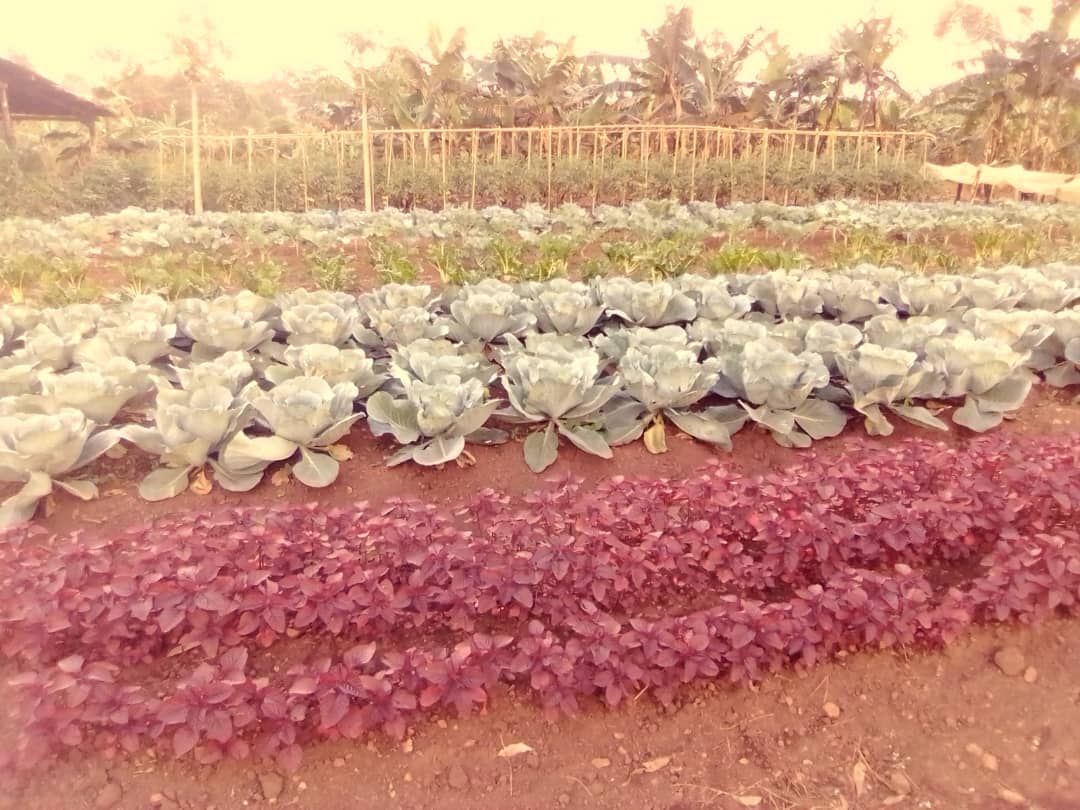 How is my home garden?
@GlobalFarmersC1 @SandraNabasirye @MusvosviPraise @Chero_Sharon @demi_farm