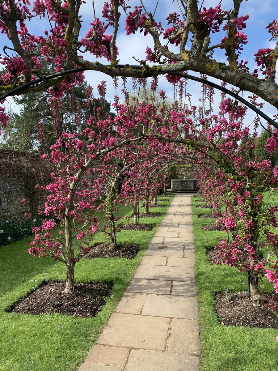 #BlossomWatchComp @NTGreysCourt @nationaltrust