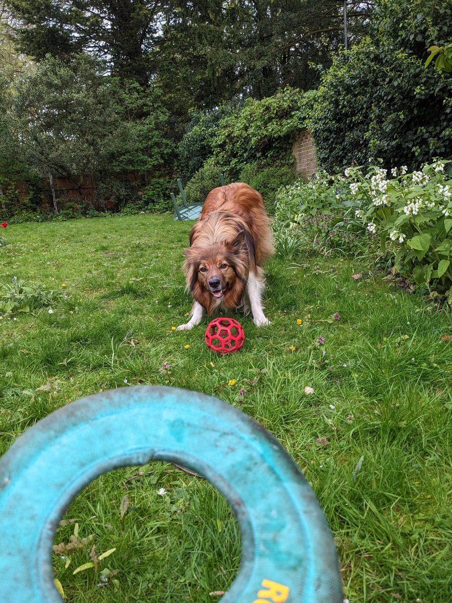 CamasTheCollie's tweet image. Today I surprised Fiona by choosing my frisbee over my ball. Who says collies are ball fixated? 🐾🐾⭕⚽🙂
#BorderCollie
#Choices
#GardenGames
#WednesdayMotivation