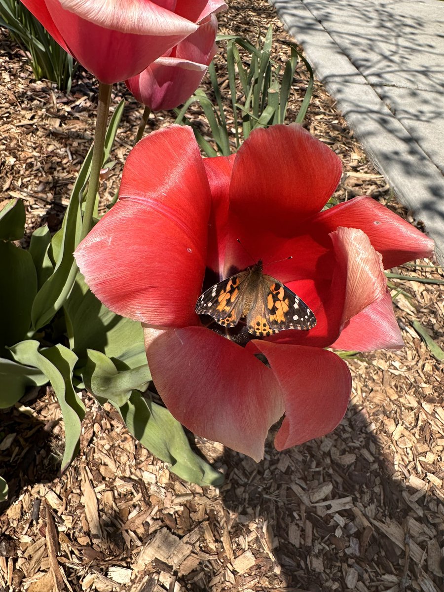 MrsMessina_SPED's tweet photo. After a few weeks of our caterpillars turning into their chrysalis and then turning into butterflies, we let them free today in the garden! We loved doing this and can’t wait for next year! 🐛🦋 🌺 #case https://t.co/plywQpW6MJ